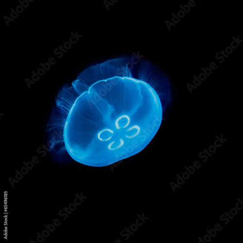 Electric blue jellyfish
