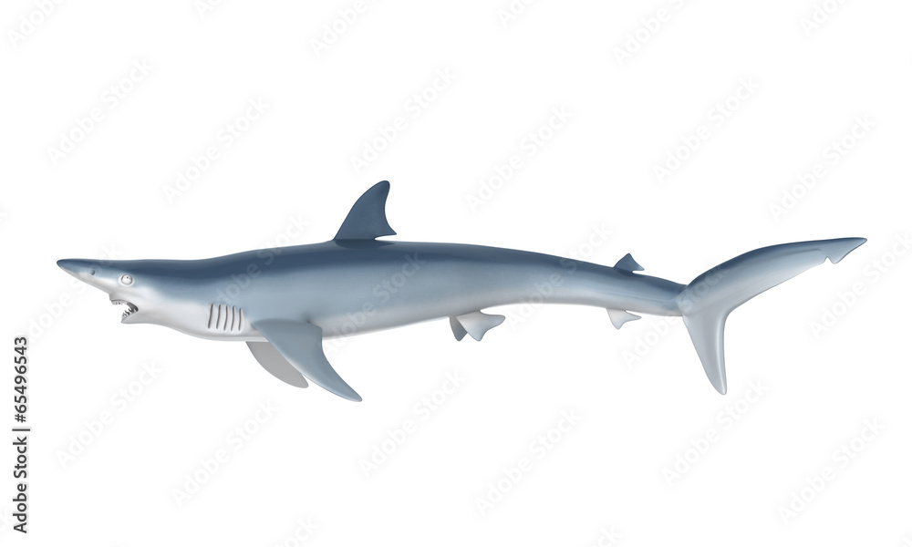 Blue Shark Blue Shark