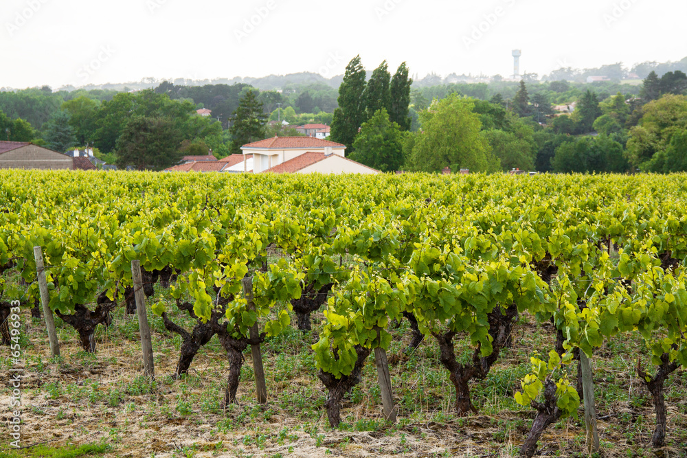 Vignoble nantais à Monnières au printemps - Loire Atlantique