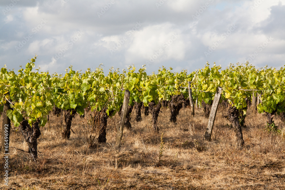 Vignoble nantais à Monnières au printemps sous ciel couvert