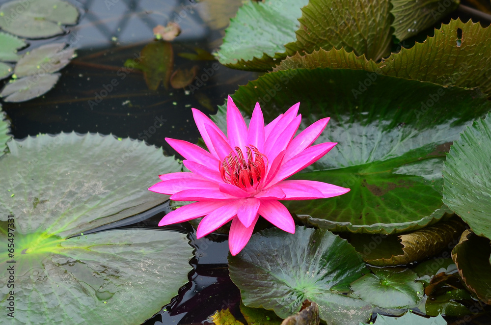 Pink Lotus flowers in Thailand. Pink Lotus flowers in Thailand.