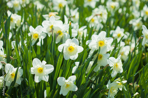 narcissi