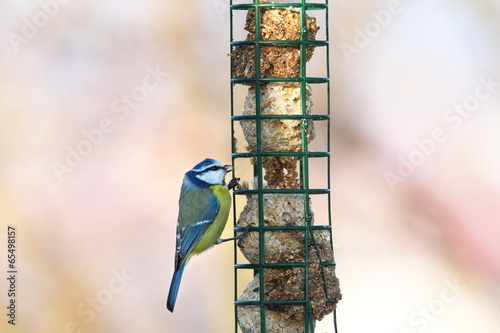 blue tit hanging on lard feeder