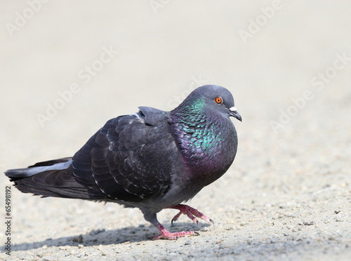 male pigeon in mating season