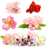 Collage of alstroemeria flowers isolated on white