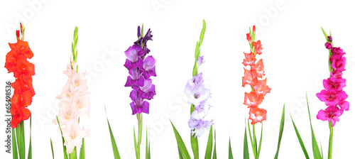 Fotografie, Tablou Collage of gladiolus flowers isolated on white