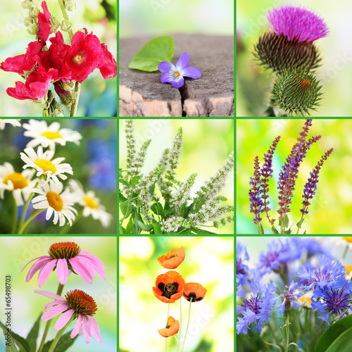 Fototapeta Naklejka Na Ścianę i Meble -  Collage of wildflowers