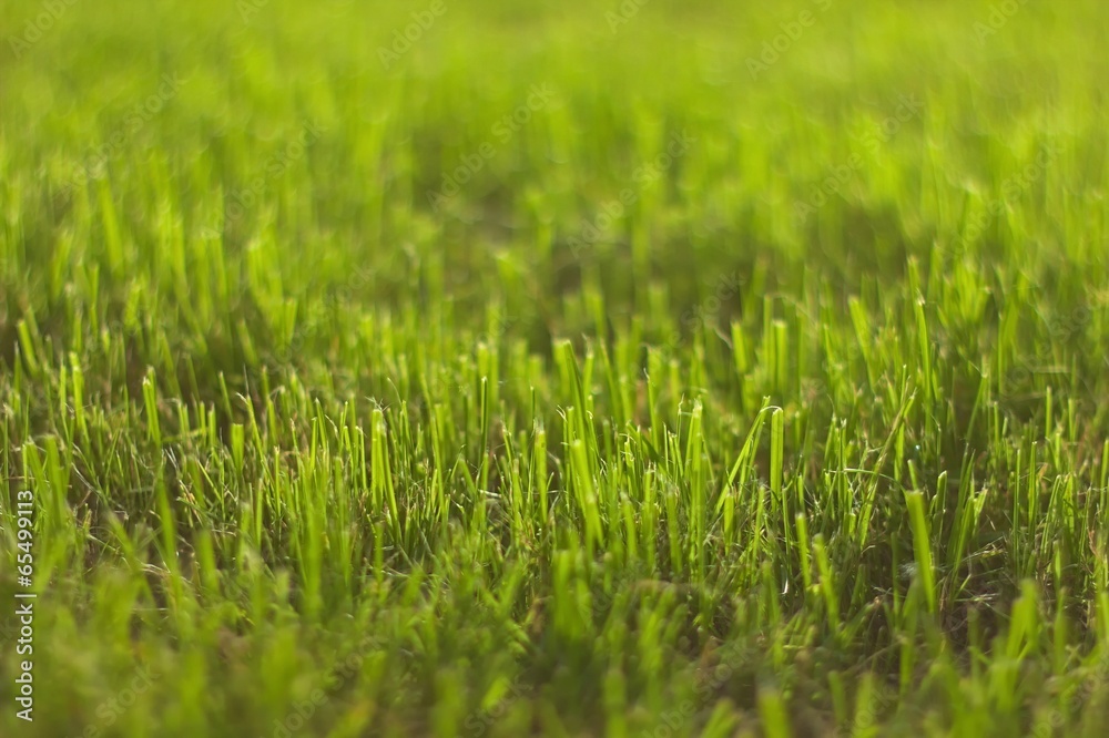 Abstract grass Abstract grass