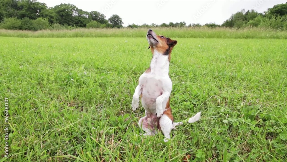 Hund macht Männchen