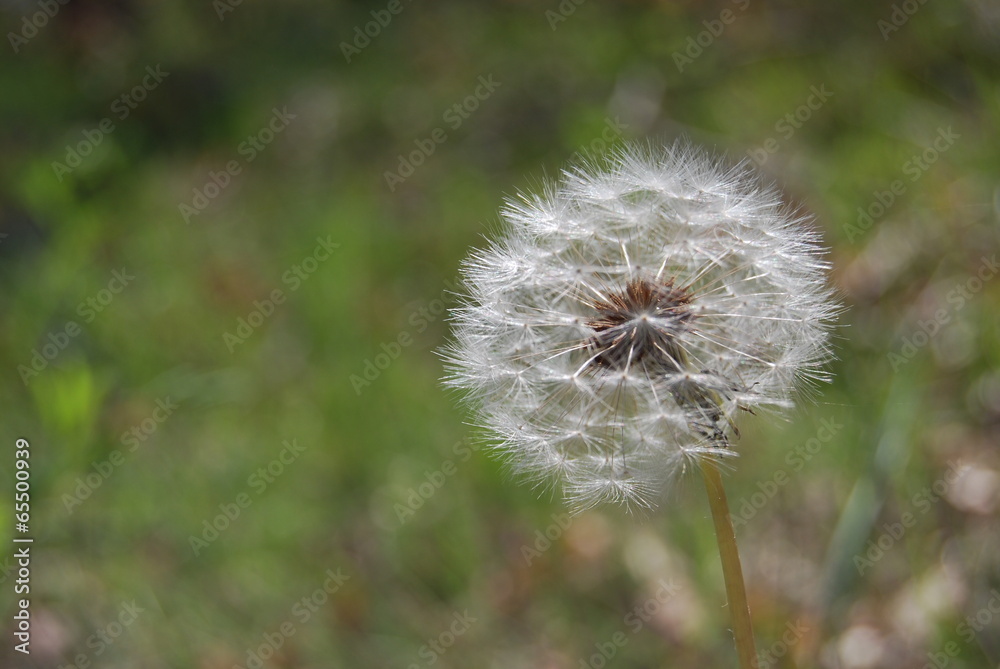 Dandelion Dandelion