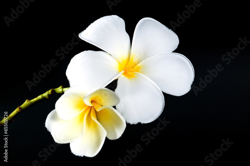 white and yellow Plumeria spp. (frangipani flowers, Frangipani,