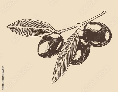 olive branch vintage illustration, engraved retro style,