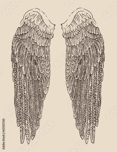 angel wings illustration, engraved style