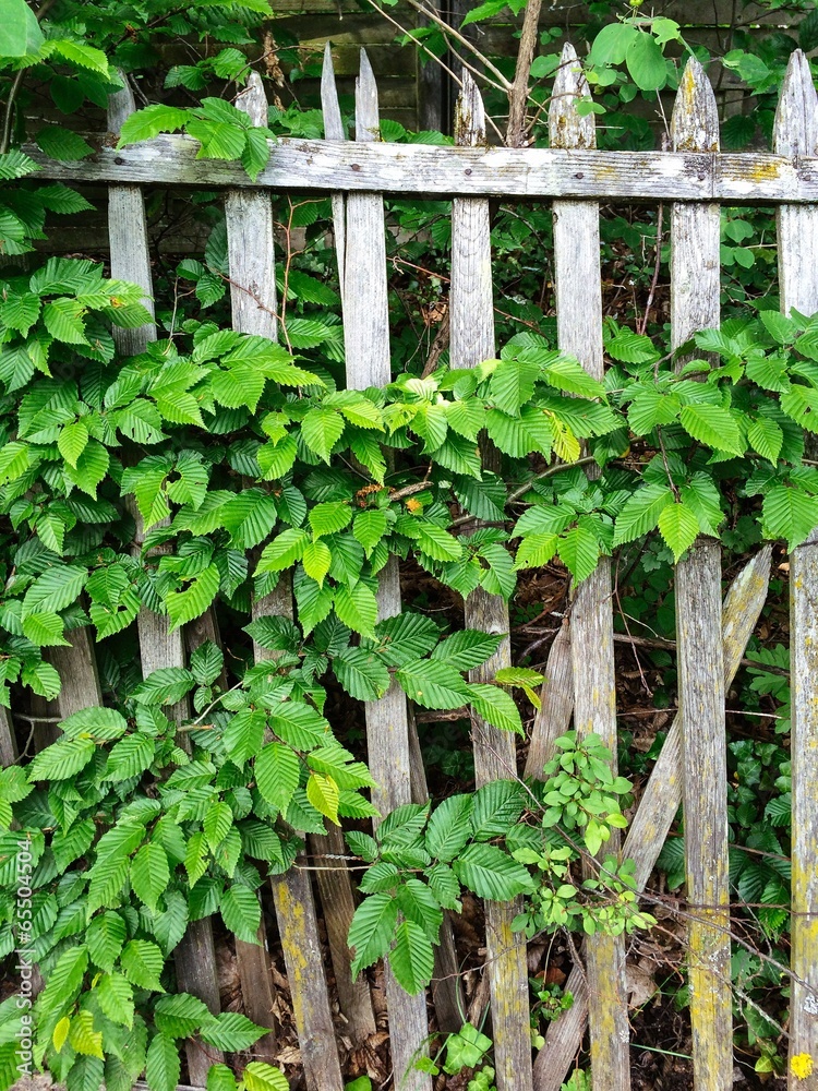 Old fence taken over by nature Old fence taken over by nature