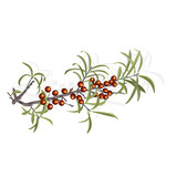 Seabuckthorn berries vector illustration