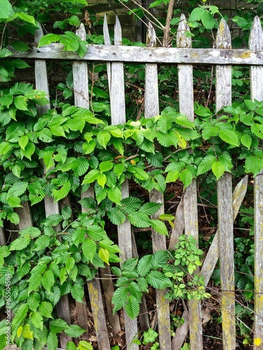 Old fence taken over by nature