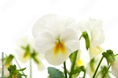 Bilde på lerret pansy