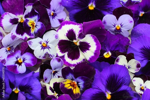 Pensées violettes photo