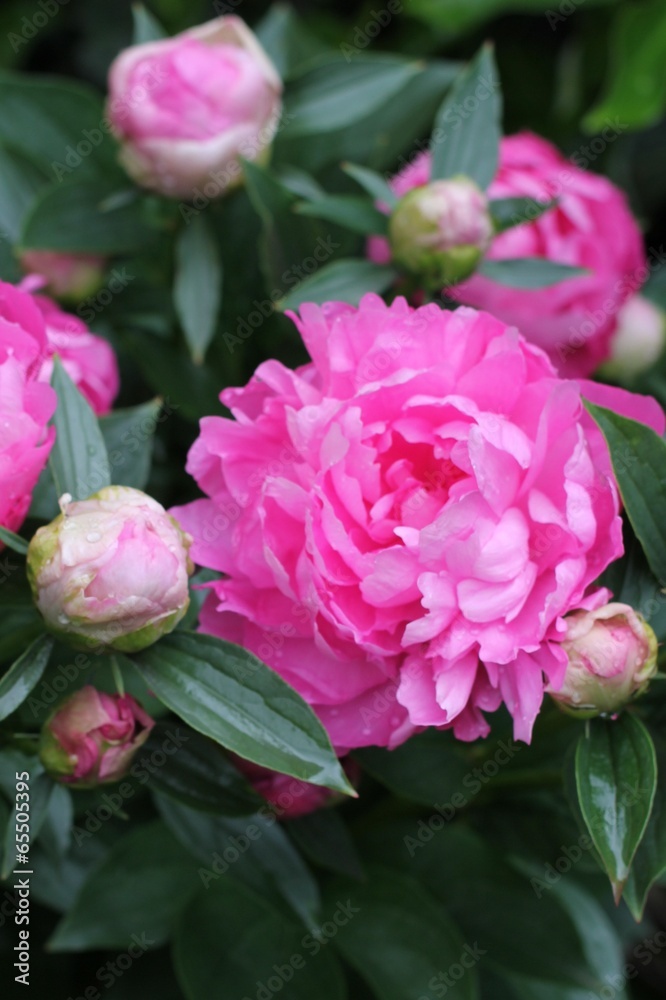 Pivoines Pivoines