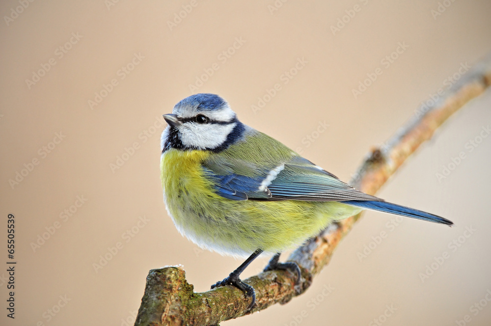 Fototapeta premium Blue tit