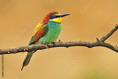 Bee eater © Soru Epotok