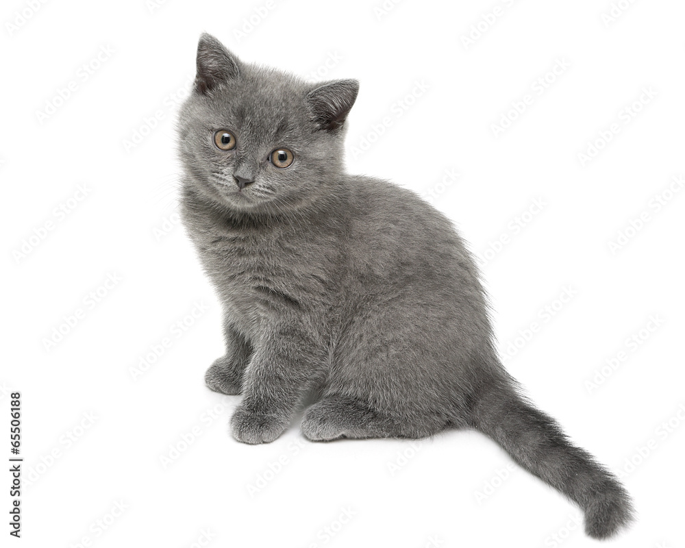 kitten isolated on white background close-up