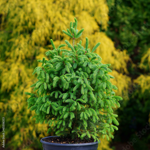 Picea glauca Densata - spring growth