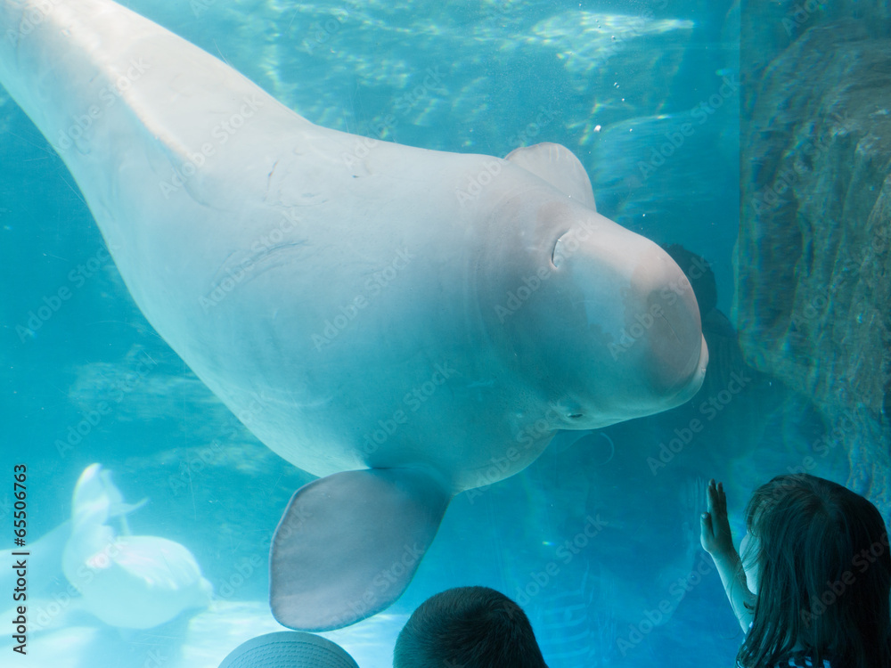 Naklejka premium Beluga whale (Delphinapterus leucas) in an aquarium