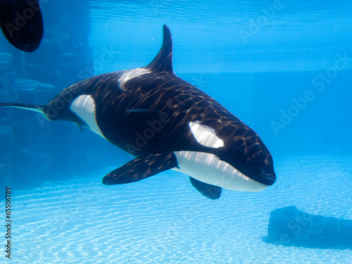 Killer whale (Orcinus orca) in an aquarium