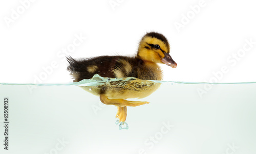Floating little cute duckling isolated on white