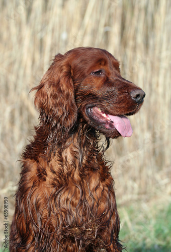 Obraz na płótnie Curious Irish Setter looikng in Summer