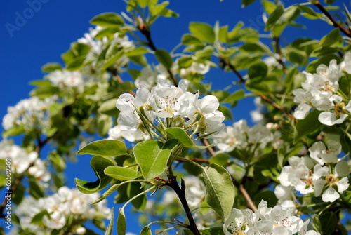Eierpflaumenbaum mit Blüten