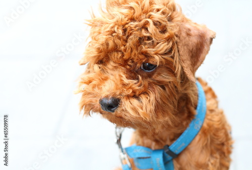 Red Toy Poodle puppy over white background. Close-up portrait