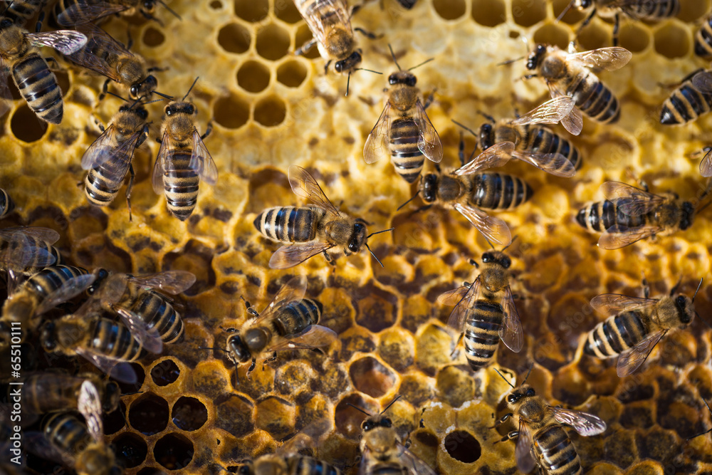 Macro shot of bees swarming on a honeycomb Macro shot of bees swarming on a honeycomb