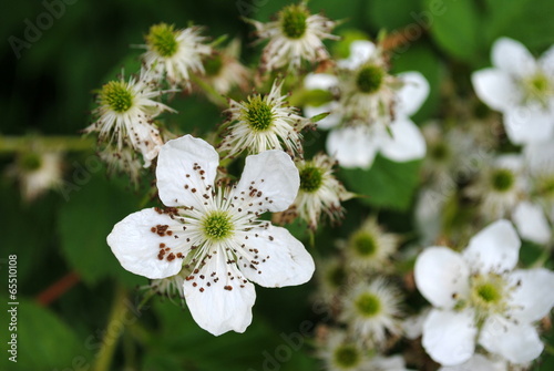 weiße brombeerenblüten photo