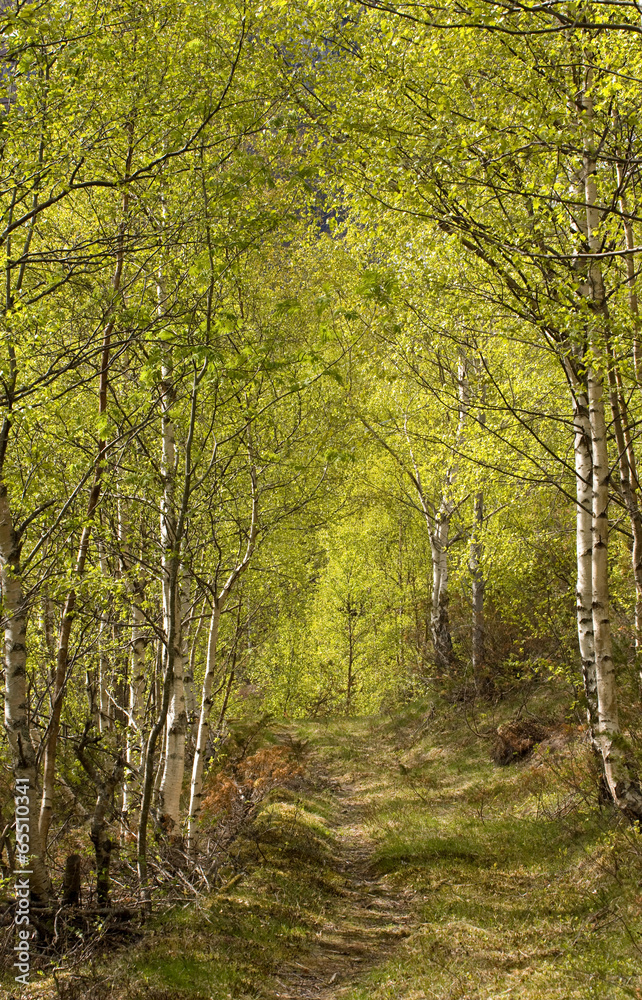 Forest pathway