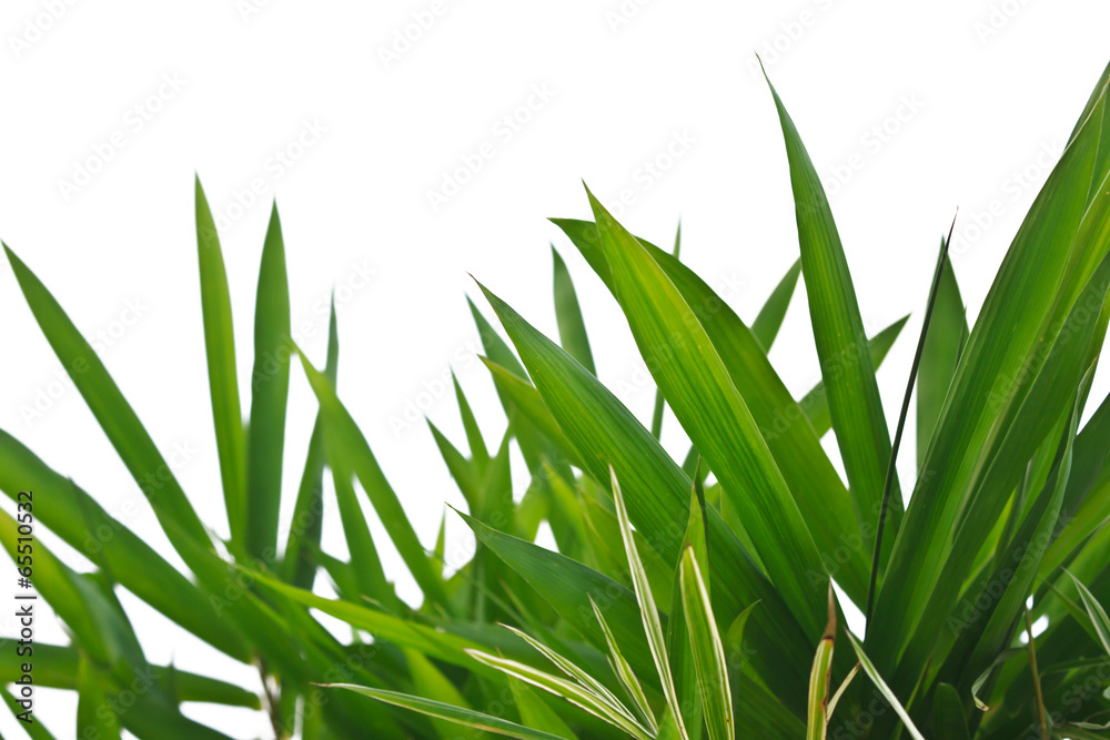 Fototapeta premium Bamboo leaves isolated on white.