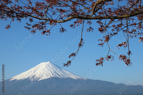 Mt.Fuji with Sakura at Lake Kawaguch