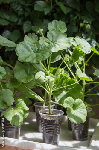 Fototapeta Naklejka Na Ścianę i Meble -  Geranium