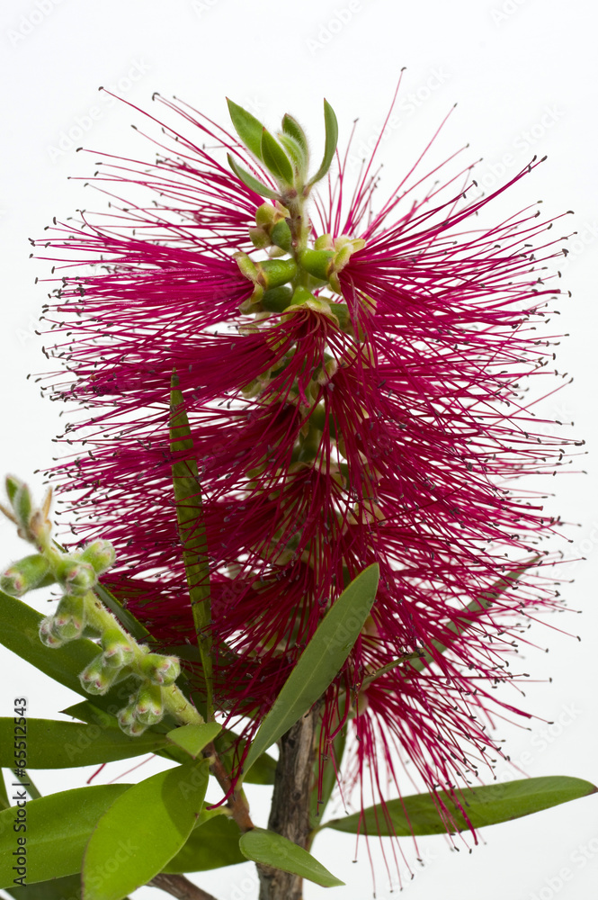 Pianta spazzolino ( callistemon ) Stock Photo | Adobe Stock