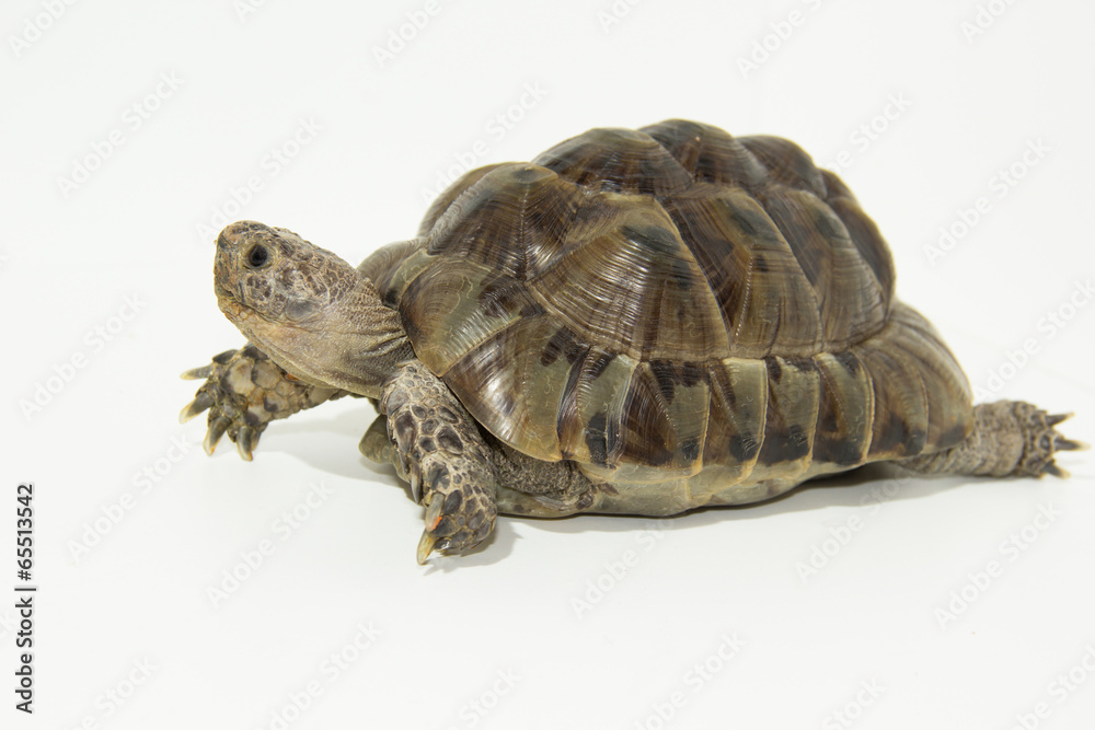 Naklejka premium Land turtle isolated on white