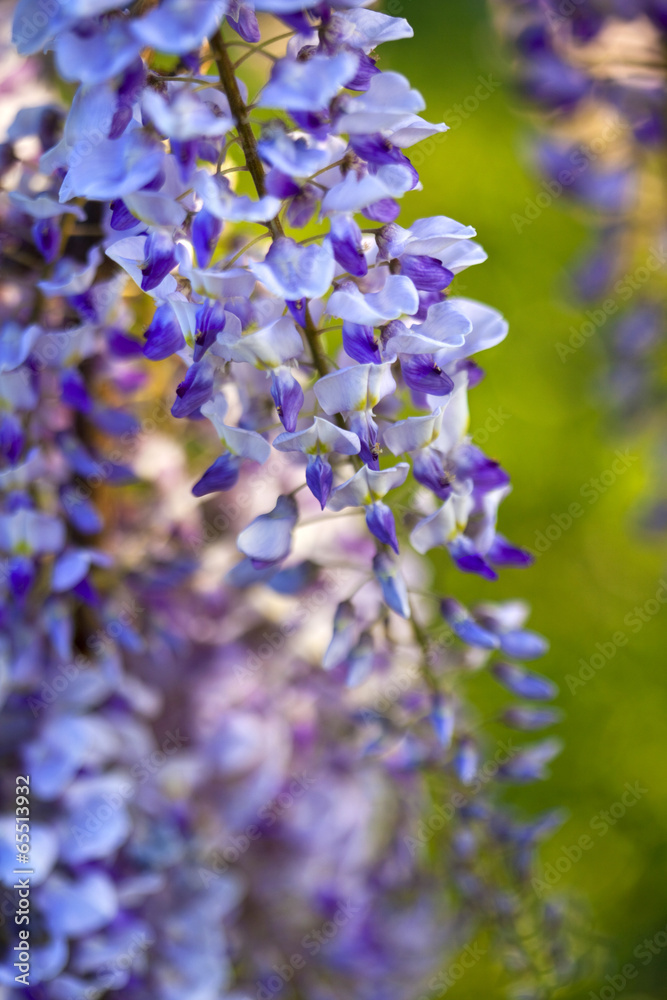 Fototapeta premium Wisteria flowers in a garden