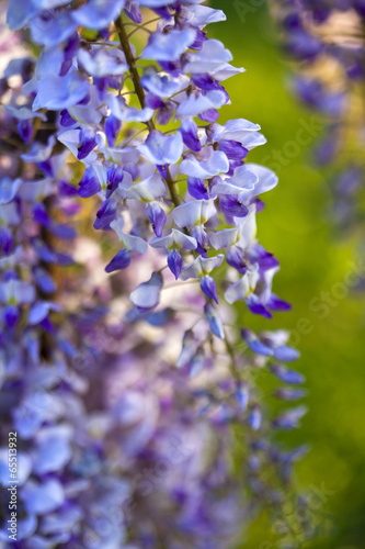 Wisteria flowers in a garden