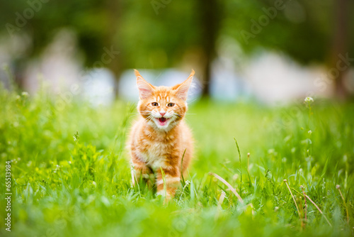 red maine coon kitten meowing