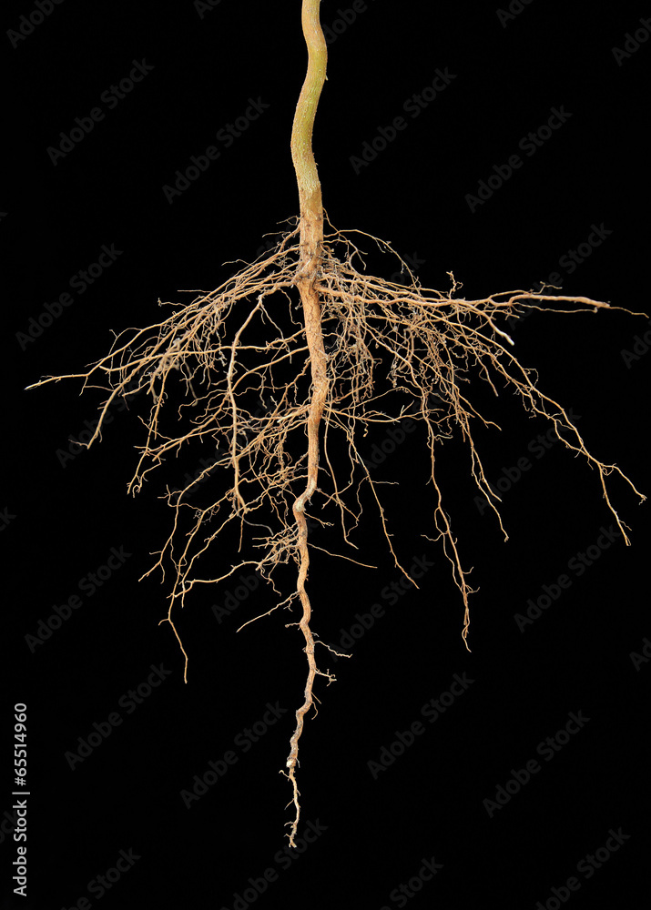 Naklejka premium Roots tree