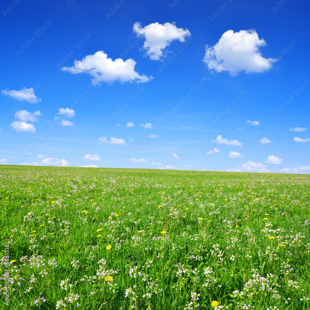 Spring meadow with blue sky Spring meadow with blue sky