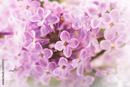 Lilac flowers (close up shot)