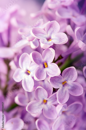 Lilac flowers  close up shot 