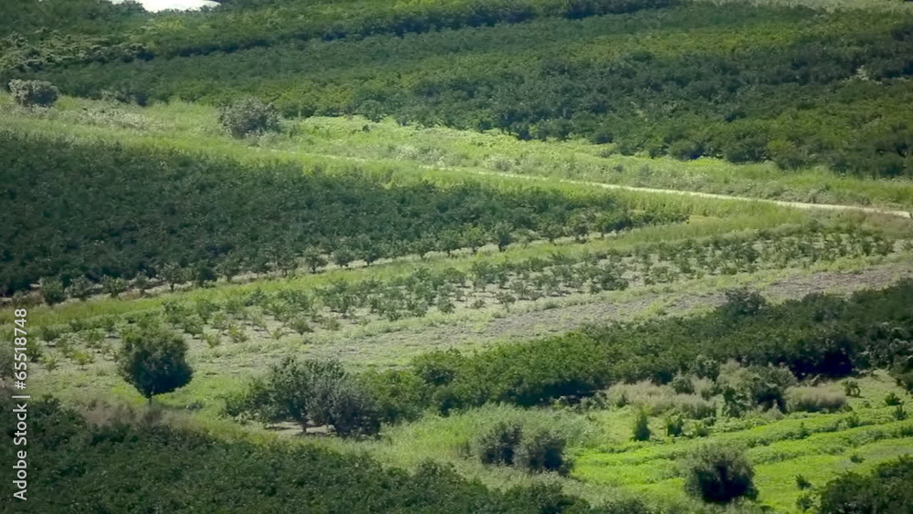 Field planted with fruit and vegetables Field planted with fruit and vegetables