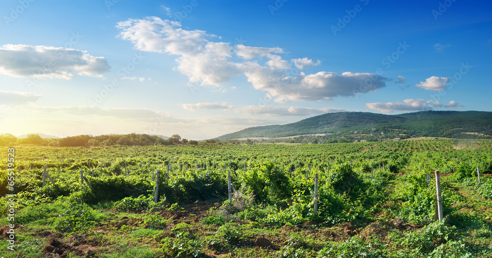 Crimean vineyard